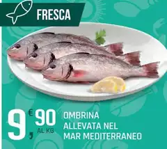 Ombrina Allevata Nel Mar Mediterraneo Ombrina Allevata Nel Mar Mediterraneo