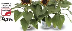 Girasole - Girasole -