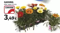 Gazania Gazania