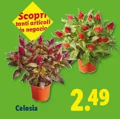 Celosia Celosia