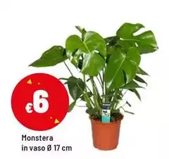 Monstera In Vaso 17 Cm Monstera In Vaso 17 Cm