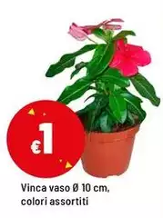 Vinca Vaso Ø 10 Cm, Colori Assortiti Vinca Vaso Ø 10 Cm, Colori Assortiti