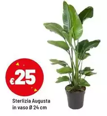 Augusta - Sterlizia In Vaso Ø 24 Cm Augusta - Sterlizia In Vaso Ø 24 Cm