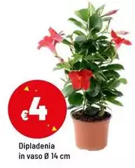 Dipladenia In Vaso Ø 14 Cm Dipladenia In Vaso Ø 14 Cm