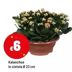 Kalanchoe In Ciotola Kalanchoe In Ciotola