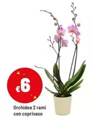 Orchidee 2 Rami Con Coprivaso Orchidee 2 Rami Con Coprivaso