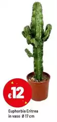 Euphorbia Eritrea In Vaso Euphorbia Eritrea In Vaso