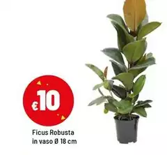 Ficus Robusta In Vaso Ficus Robusta In Vaso