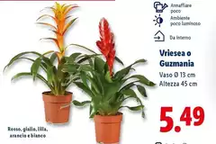 Vriesea O Guzmania Vriesea O Guzmania