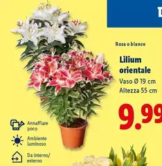 Lilium Orientale Lilium Orientale