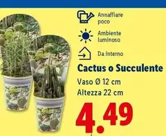 Cactus O Succulente Cactus O Succulente