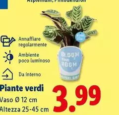 Piante Verdi Piante Verdi