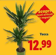 Yucca Yucca
