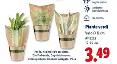 Piante Verdi Piante Verdi
