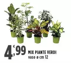 Mix Piante Verdi Mix Piante Verdi