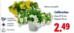 Calibrachoa Calibrachoa