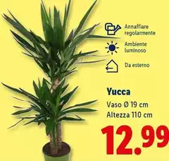 Yucca Yucca