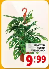 Monstera Monkey Monstera Monkey