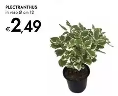 Plectranthus Plectranthus