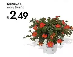Portulaca Portulaca
