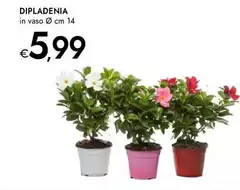 Dipladenia Dipladenia