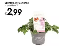 Stop - Geranio Antizanzara Stop - Geranio Antizanzara