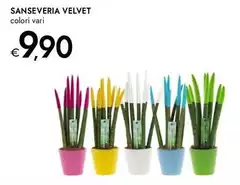 Sanseveria Velvet Sanseveria Velvet