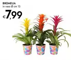 Bromelia Bromelia
