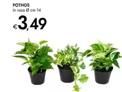 Pothos Pothos