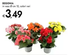 Begonia Begonia