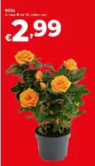 Rosa Rosa