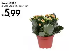 Kalanchoe Kalanchoe