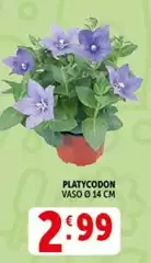 Platycodon Platycodon