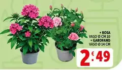 Garofalo - Rosa Vaso O Cm 10 Garofalo - Rosa Vaso O Cm 10
