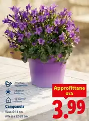 Campanula Campanula