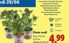 Piante Verdi Piante Verdi