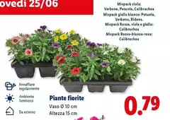 Piante Fiorite Piante Fiorite