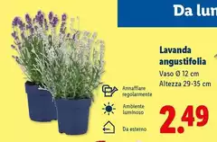 Lavanda Angustifolia Lavanda Angustifolia