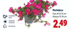Portulaca Portulaca