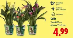 Calla Calla