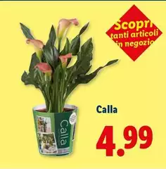 Calla Calla