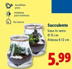 Succulente