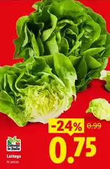 Lattuga
