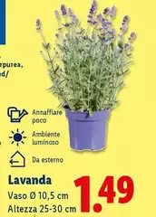 Lavanda Lavanda
