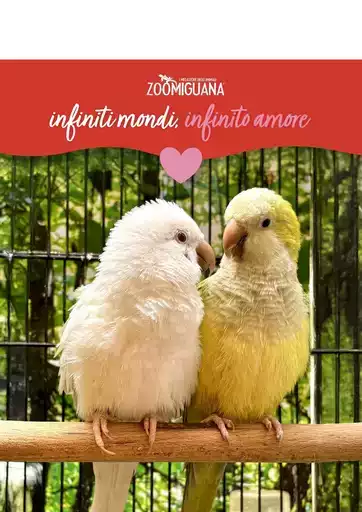 Offerte Zoomiguana Offerte Zoomiguana