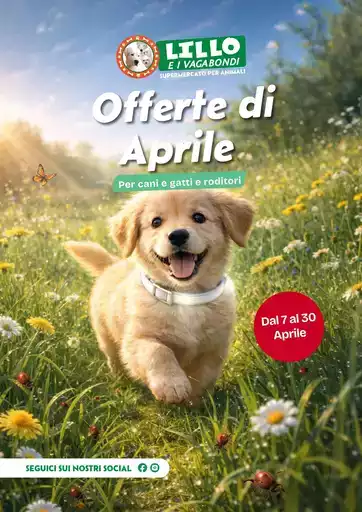 E7e85494 4409 4e3c 9fe4 54c1b29201ce VolantinoAprile26 web E7e85494 4409 4e3c 9fe4 54c1b29201ce VolantinoAprile26 web