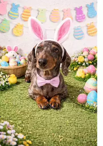 Offerte Lillo e i vagabondi Offerte Lillo e i vagabondi