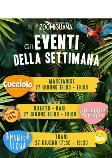 Offerte Zoomiguana