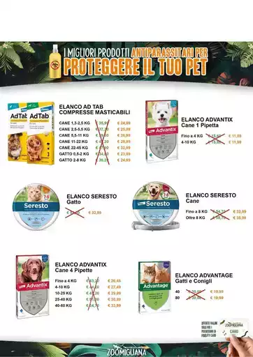 Offerte Zoomiguana