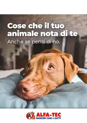 Offerte Alfa Tec Offerte Alfa Tec